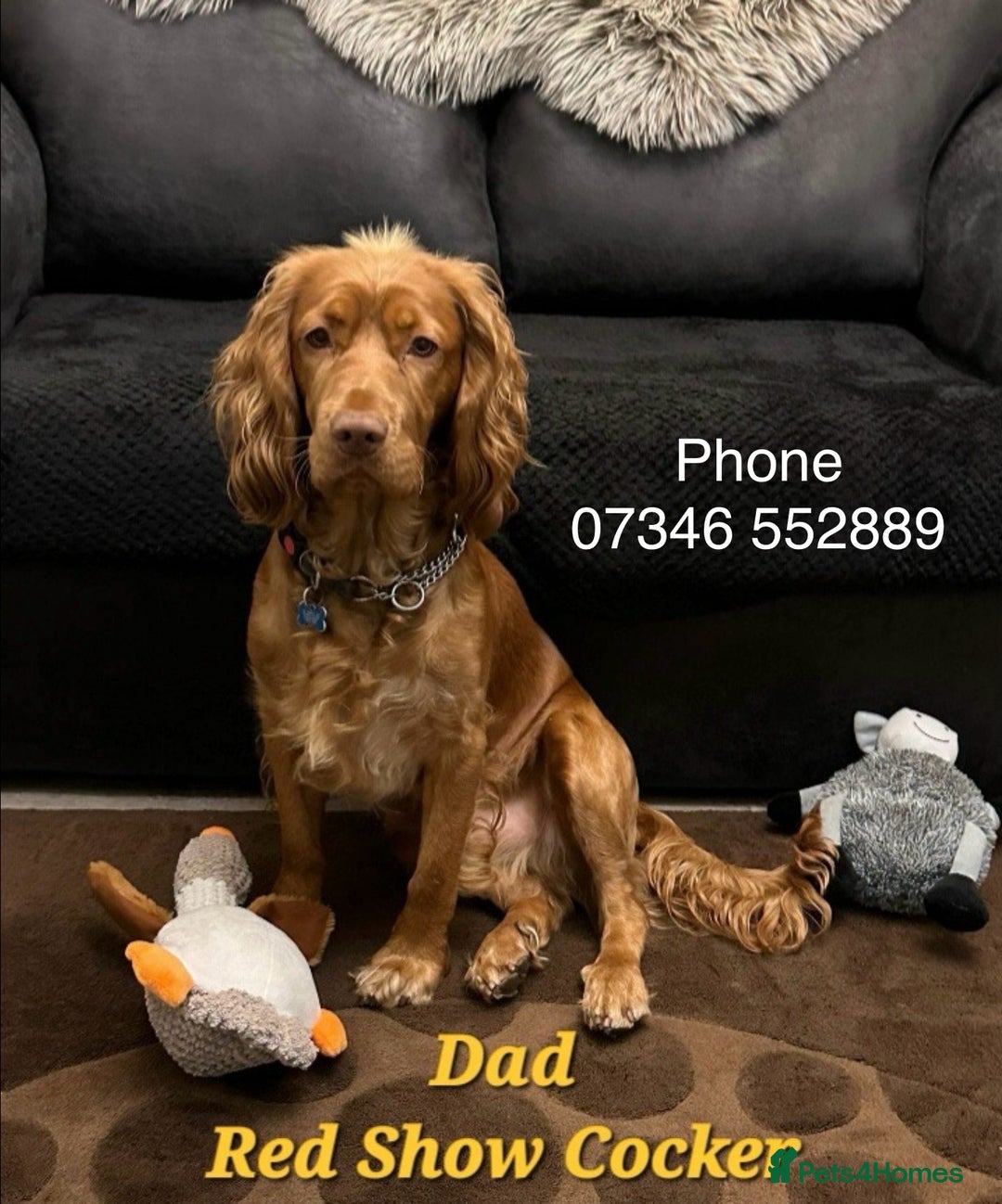 Sprocker dogs for sale: Sprocker x Cocker Puppies - Advert 7