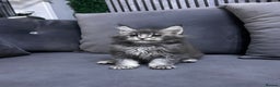 Maine Coon cats for sale: Maine Coon - Advert 8