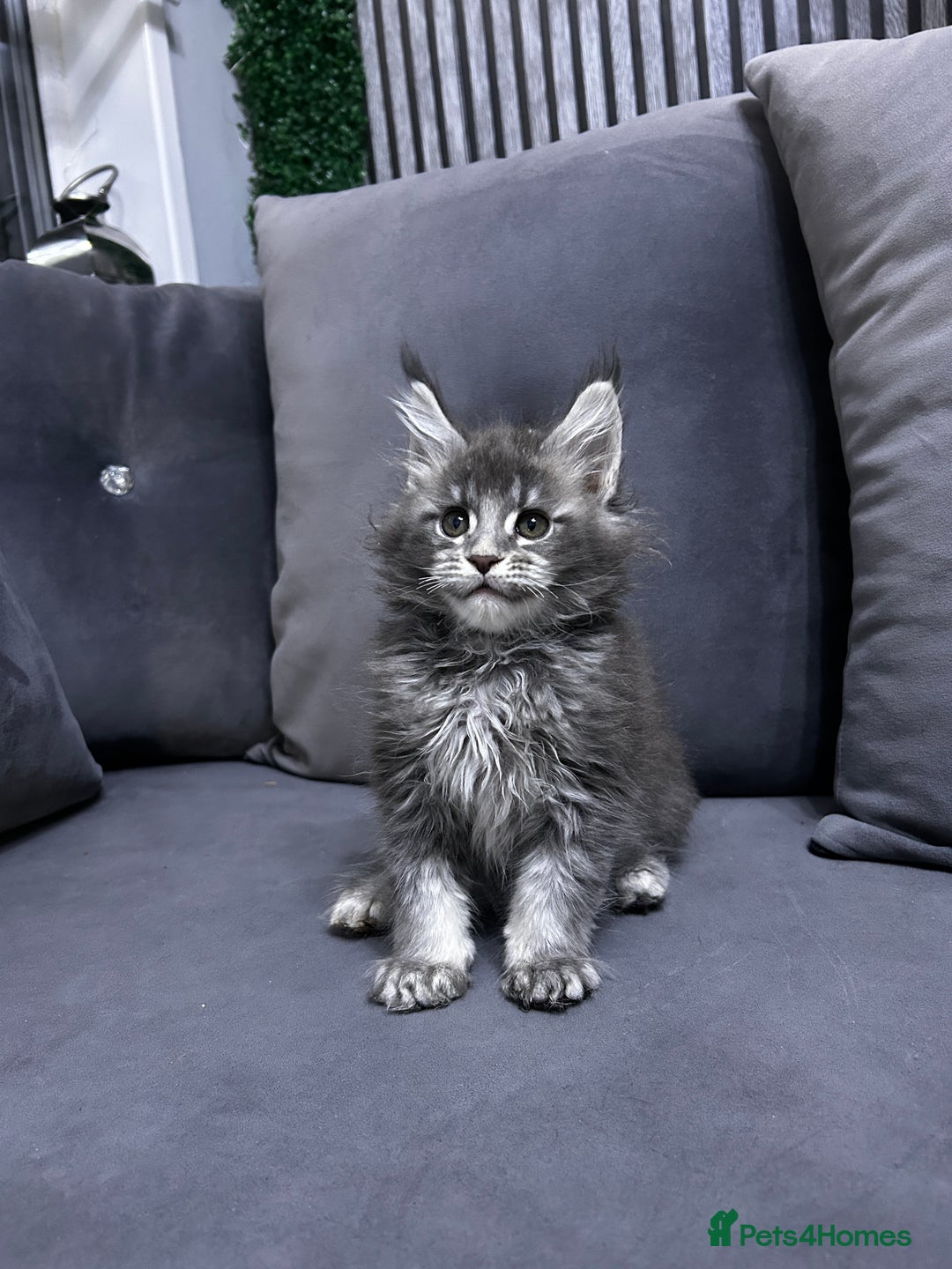 Maine Coon cats for sale: Maine Coon - Advert 8