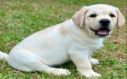 Labrador Retriever dogs for sale: Labrador Retriever Puppies For Sale. - Image 5