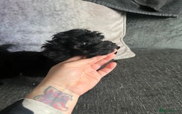 Cockapoo dogs for sale: Cockapoo - Image 3