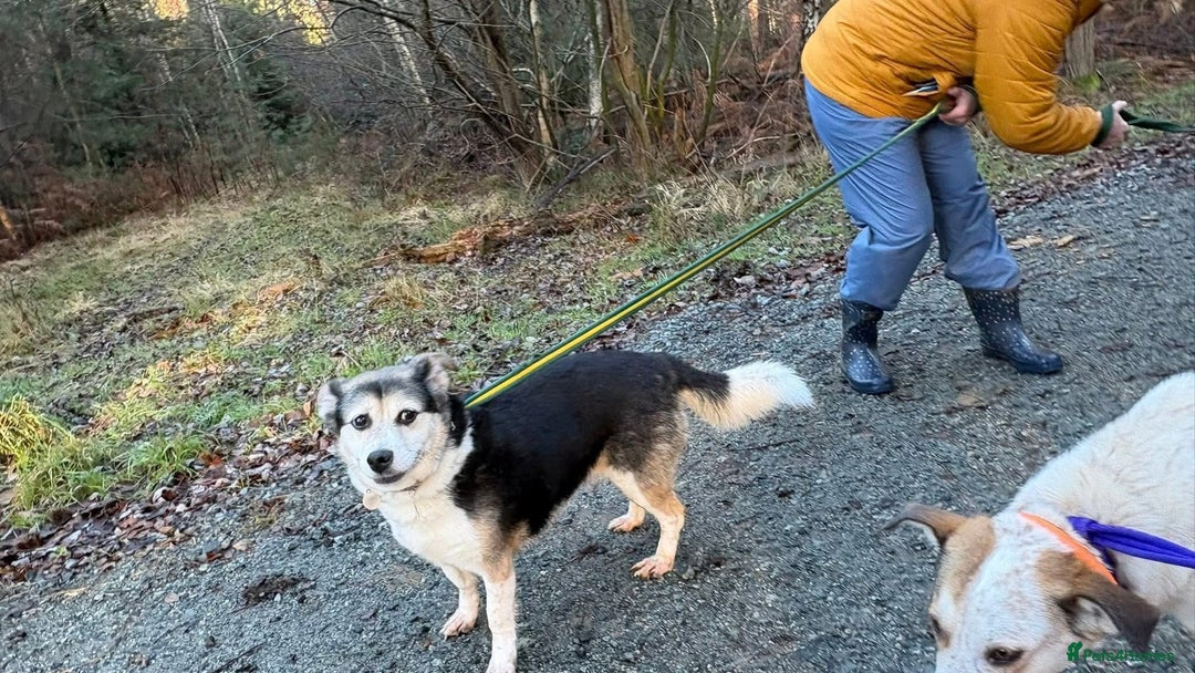 Mixed Breed dogs for adoption: Tara - Norwich Norfolk  - Advert 7