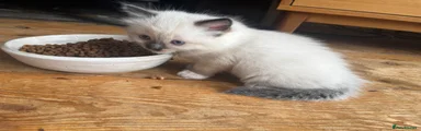 Ragdoll 1