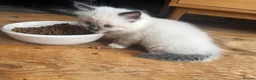 Ragdoll cats for sale: Sweet and cuddly  - Advert 4