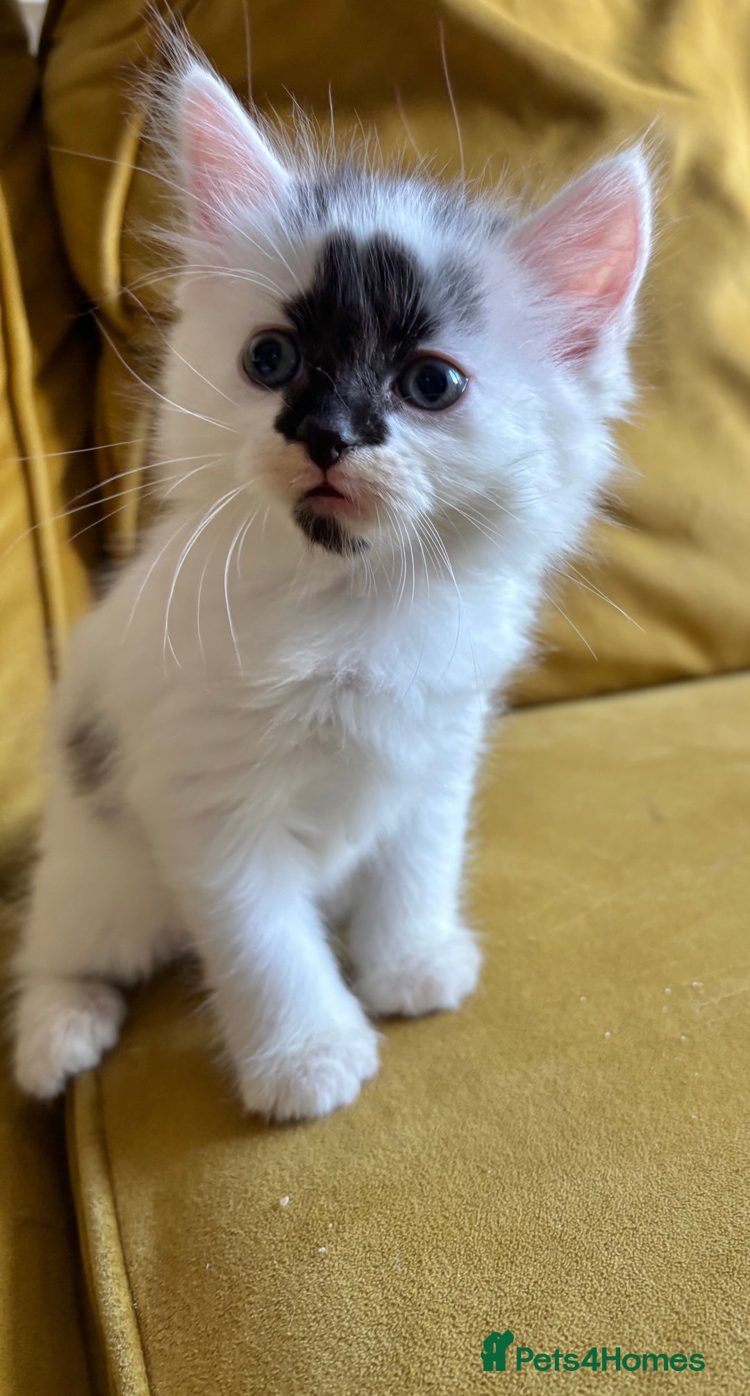 Mixed Breed cats for sale: Last Beautiful Kitten looking for a new home - Image 14