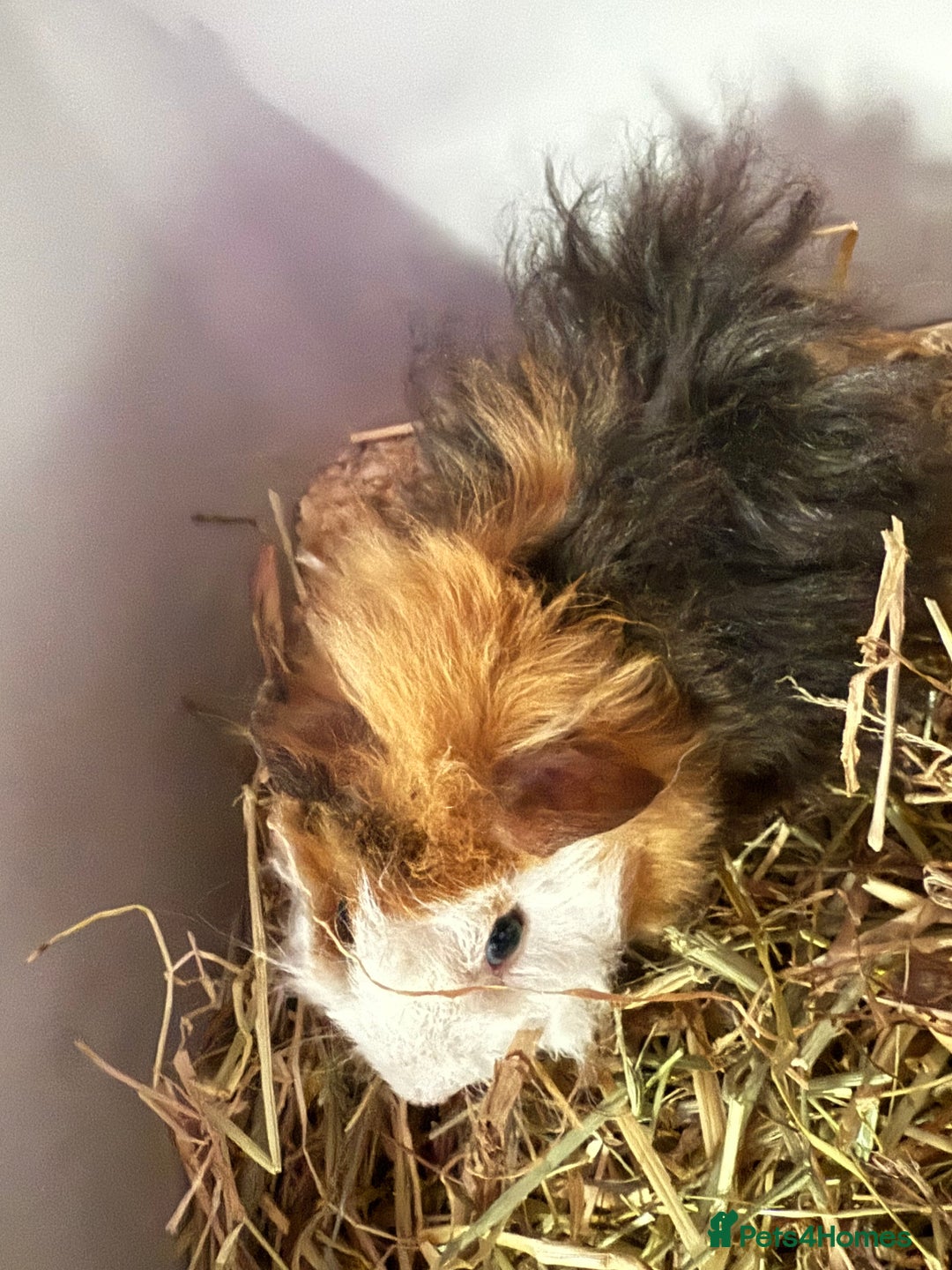 Guinea Pig rodents for sale: 2 male Guinea pigs  - Advert 2