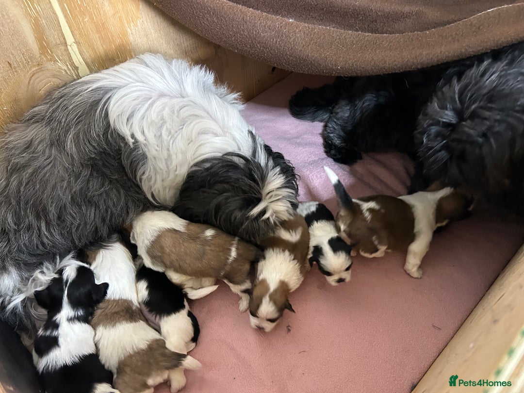 Shih Tzu dogs for sale: Shih tzu puppies for sale - Image 4