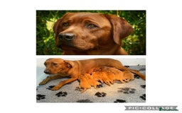 Labrador Retriever dogs for sale: Fox Red Labrador Pups For Sale - Image 1