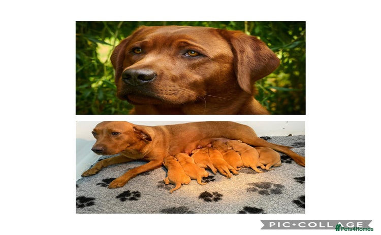 Labrador Retriever dogs - Advert 2