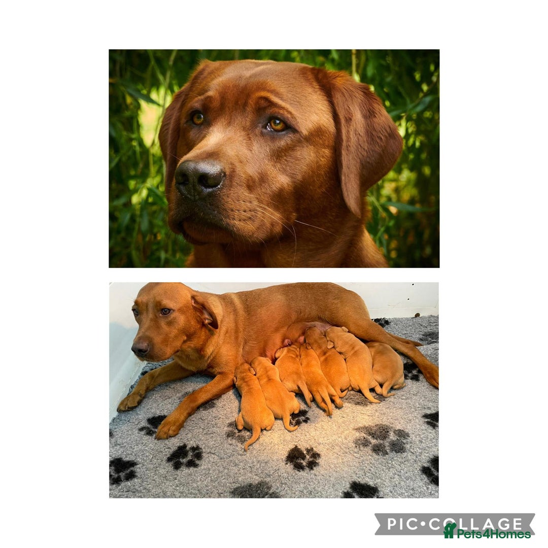 Labrador Retriever dogs for sale: Fox Red Labrador Pups For Sale - Image 1