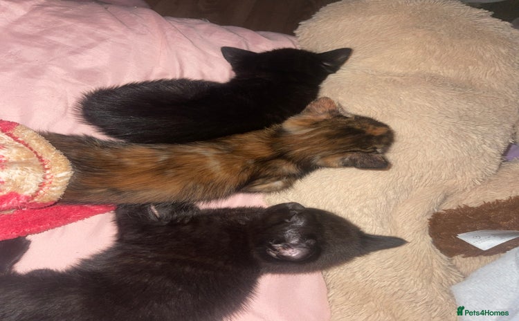 Mixed Breed cats - Advert 4
