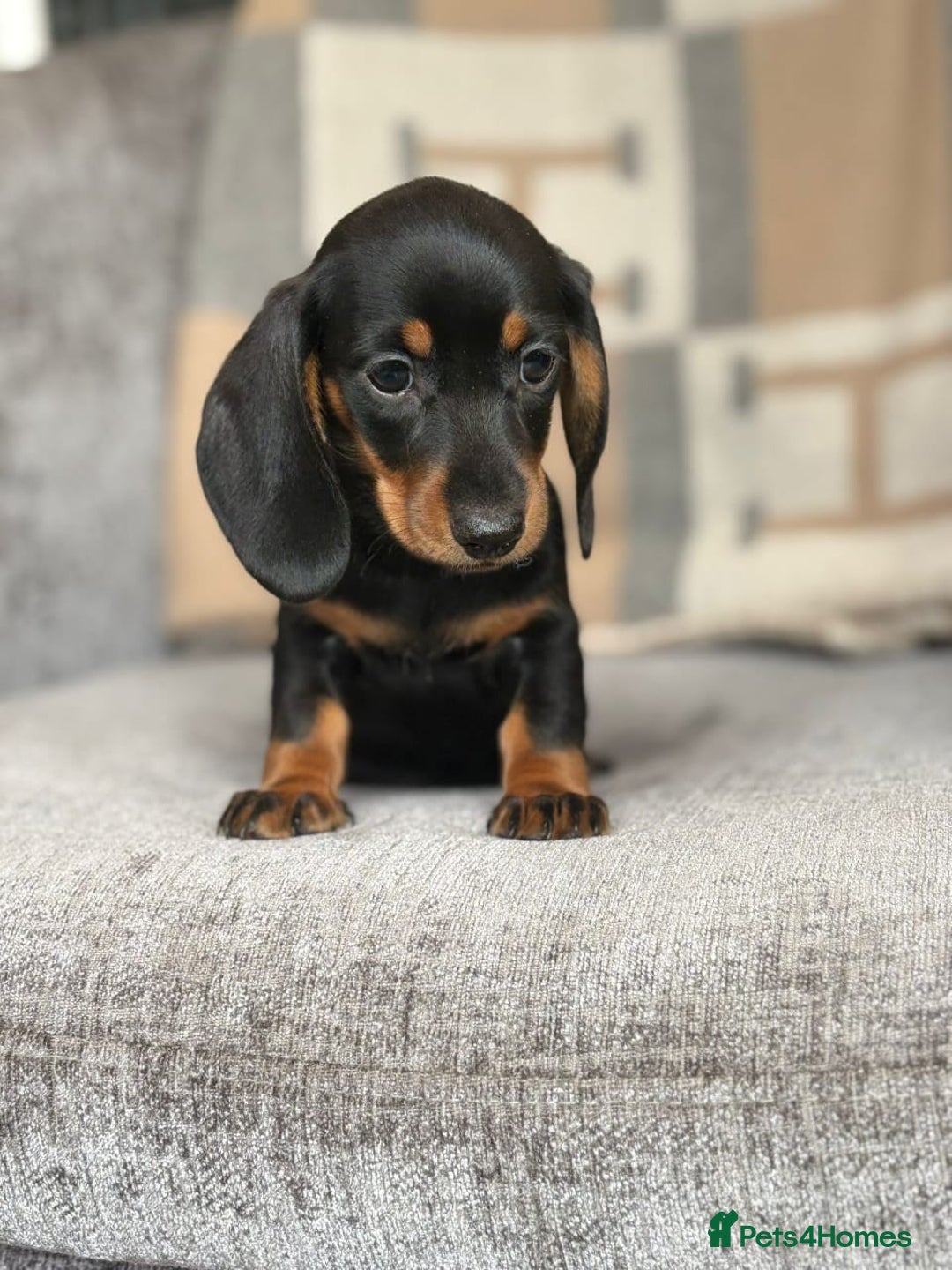Miniature Dachshund dogs for sale: Beautiful Miniature Smooth Dachshund Puppies! - Image 5