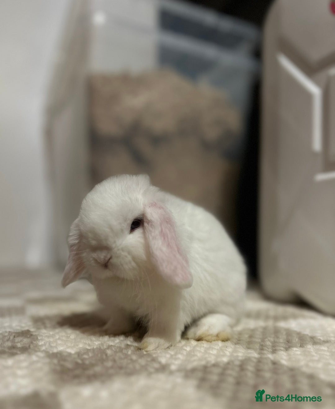 Mini Lop rabbits for sale: Minilop Buck searching for his forever home 🤍 - Advert 4