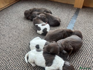 Sprocker dogs Sprocker puppies for sale - Advert 2