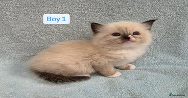 Ragdoll cats - Advert 10