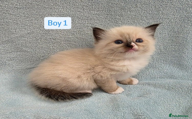 Ragdoll cats - Advert 9