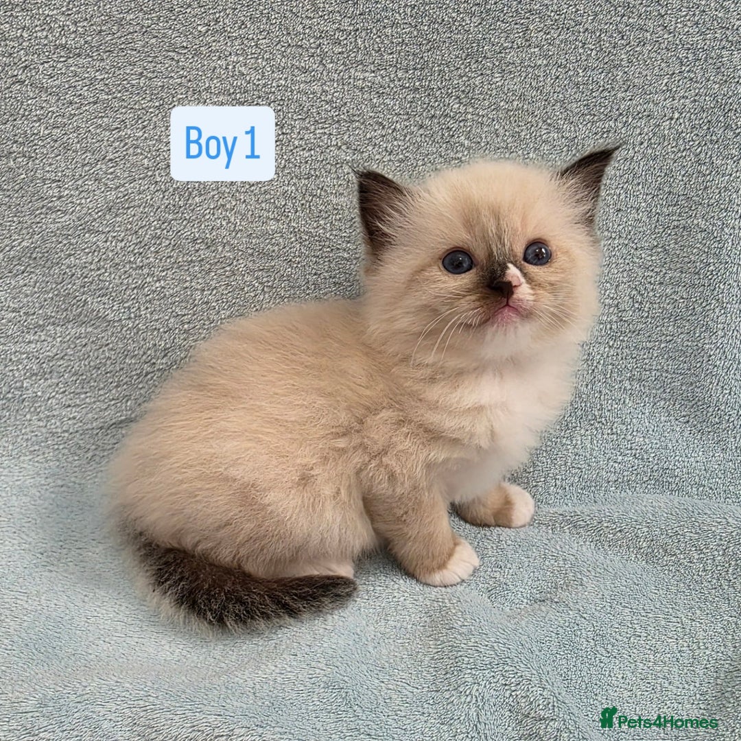 Ragdoll cats for sale: GCCF REGISTERED RAGDOLL KITTENS - Image 2