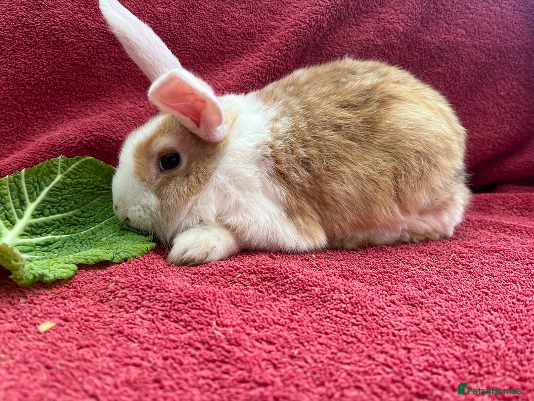 Mixed Breed rabbits for sale: Mixed rabbits  - Advert 2