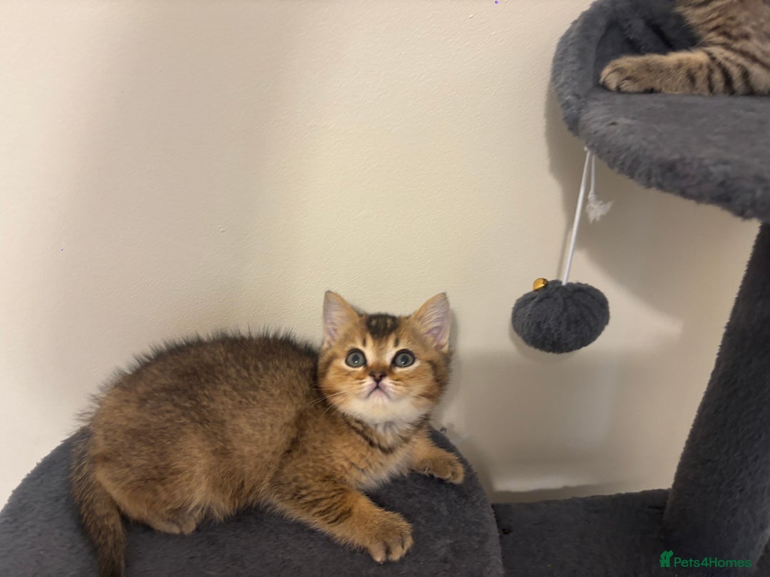 Brazilian Shorthair cats for sale: Last 2 gold tabby left ****READY TO GO ***** - Image 18