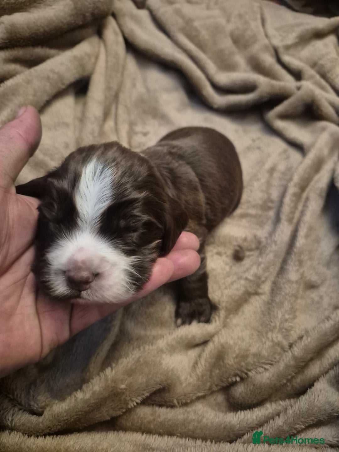 Cocker Spaniel dogs for sale: Cocker spaniel puppies - Advert 9