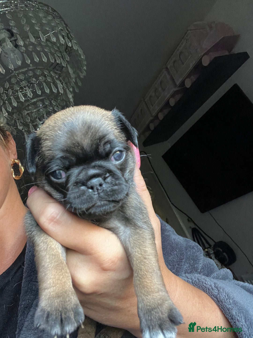 Pug dogs for sale: Rare apricot fawn female pug puppy ready now  - Advert 26