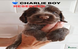 Cocker Spaniel dogs for sale: Stunning Blue/Liver Roan Cocker Spaniels Puppies  - Image 15