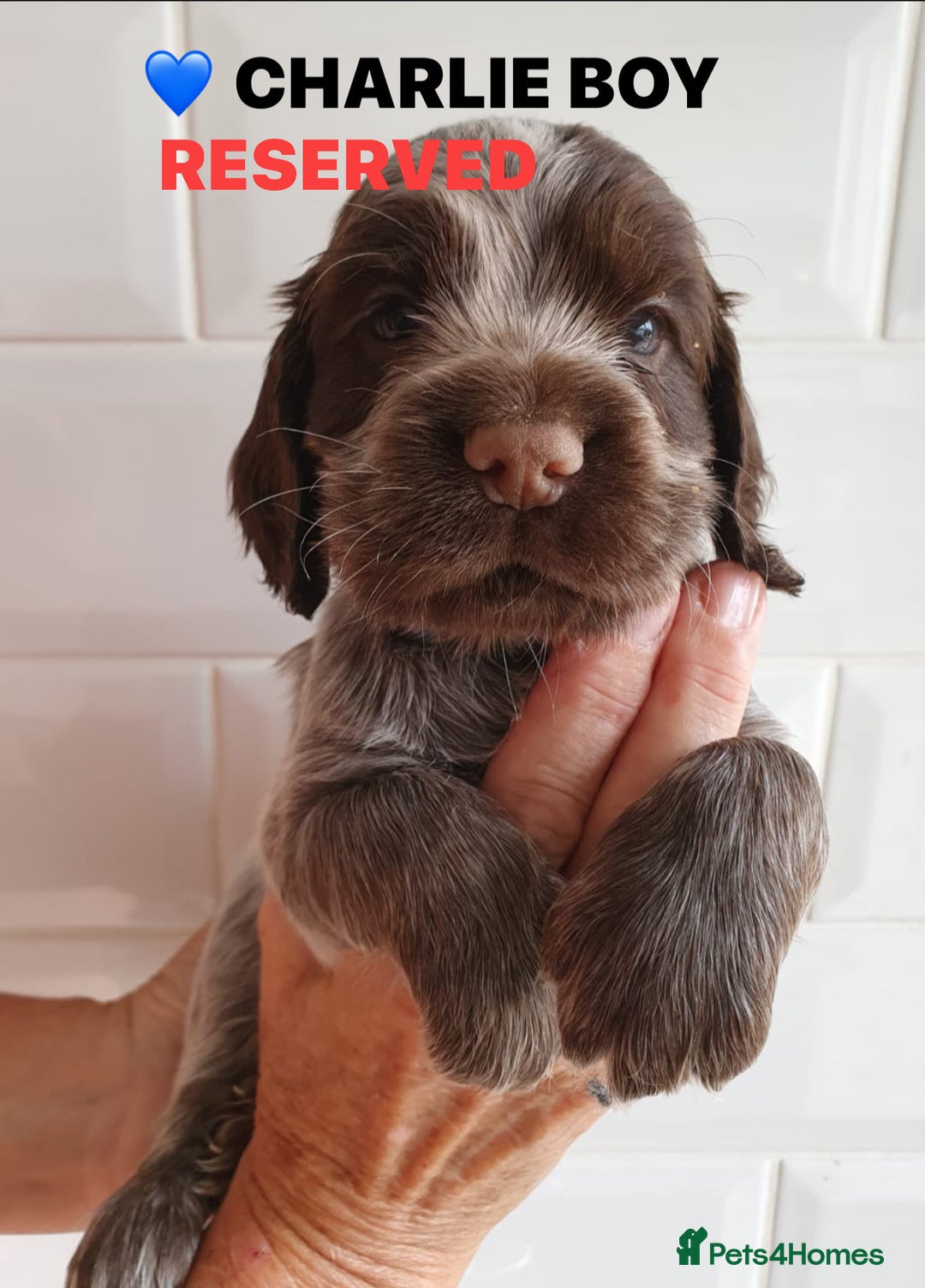 Cocker Spaniel dogs for sale: Stunning Blue/Liver Roan Cocker Spaniels Puppies  - Image 15