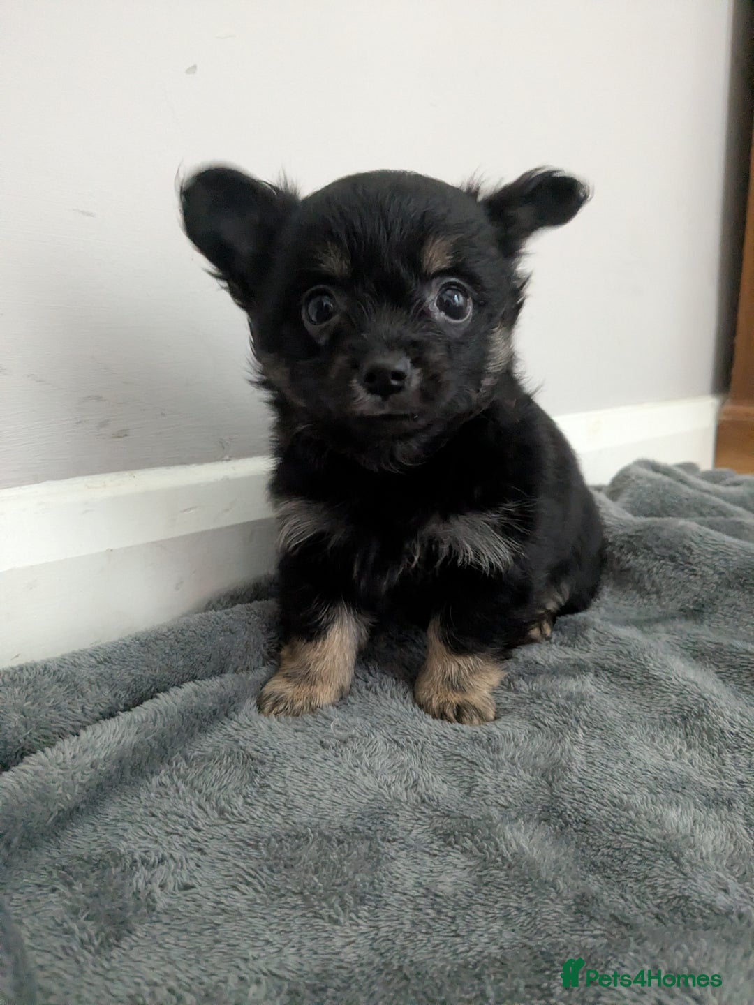 Chorkie dogs for sale: Chorkie babies  - Image 11