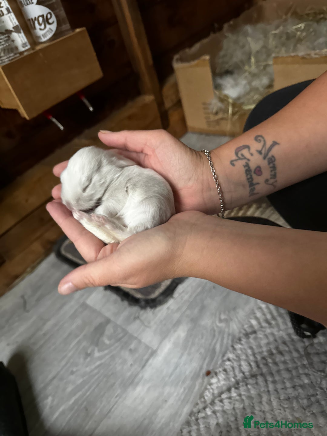 French Lop rabbits for sale: 🩵Stunning litter pure bred blue eye French lops🩵 - Image 31