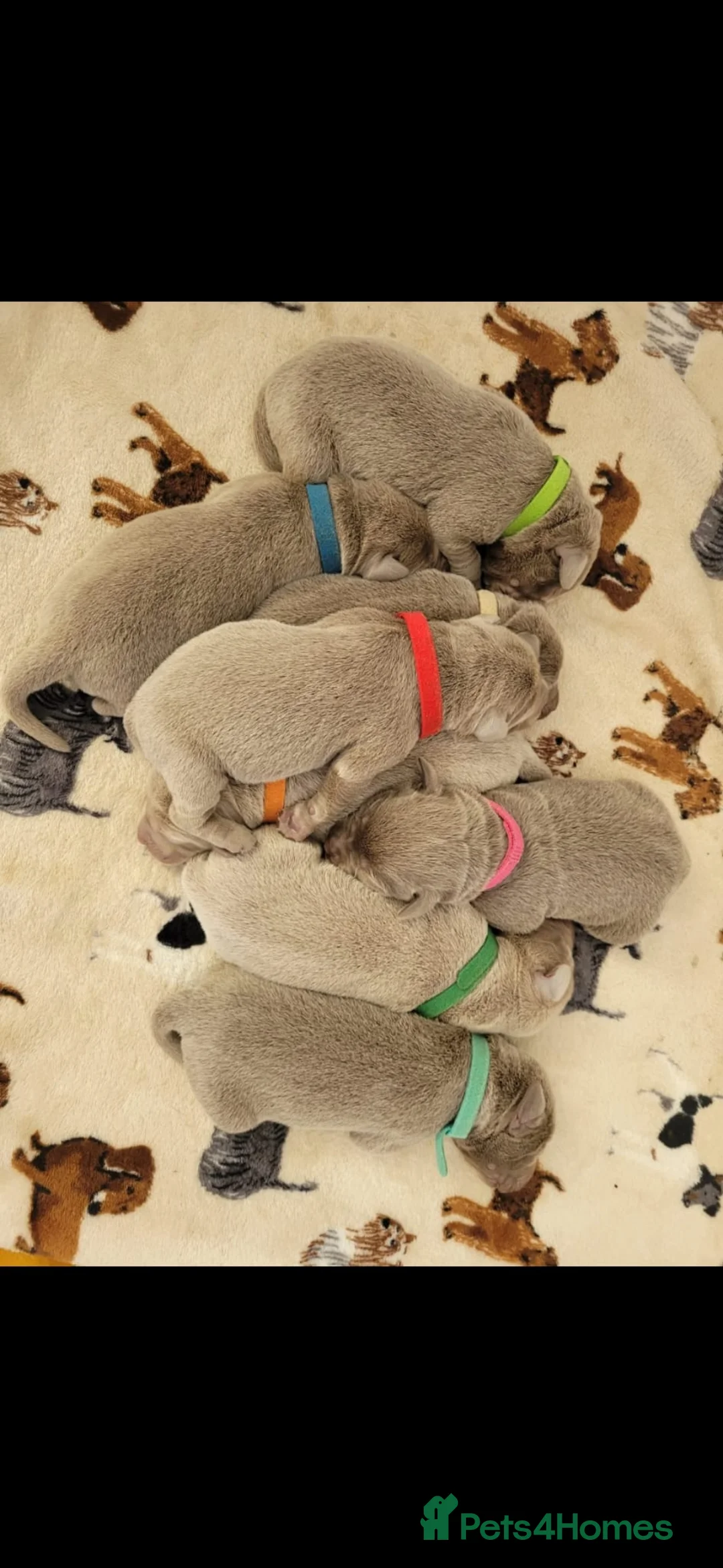 Labrador Retriever dogs for stud: 💥kc registered silver labrador stud💥 in Bishop Auckland - Advert 22