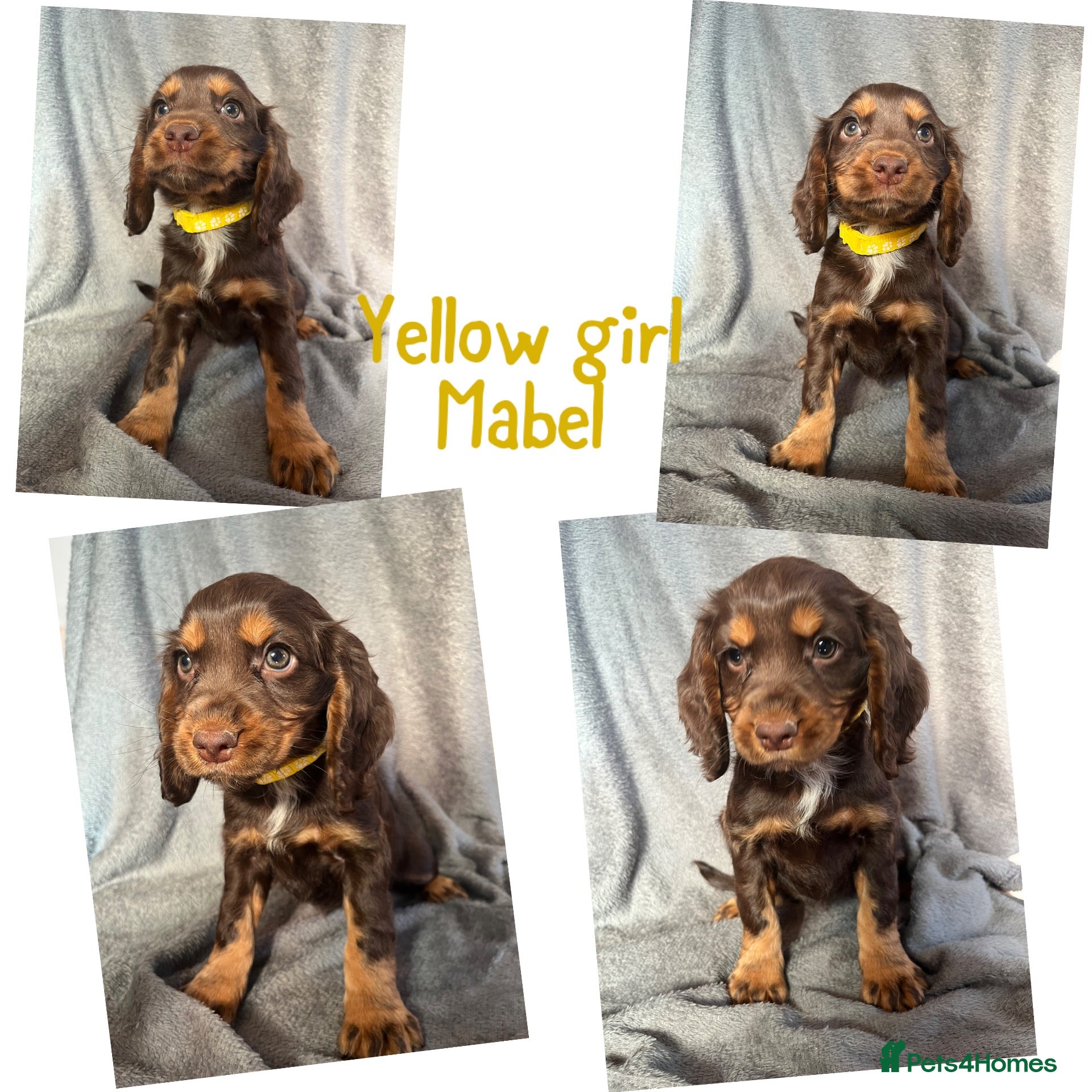 Cocker Spaniel dogs Cocker spaniel puppies  - Advert 4