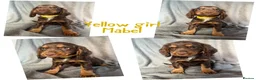 Cocker Spaniel dogs for sale: Cocker spaniel puppies  - Advert 9