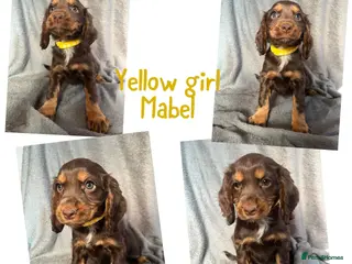 Cocker Spaniel dogs Cocker spaniel puppies - Advert 4