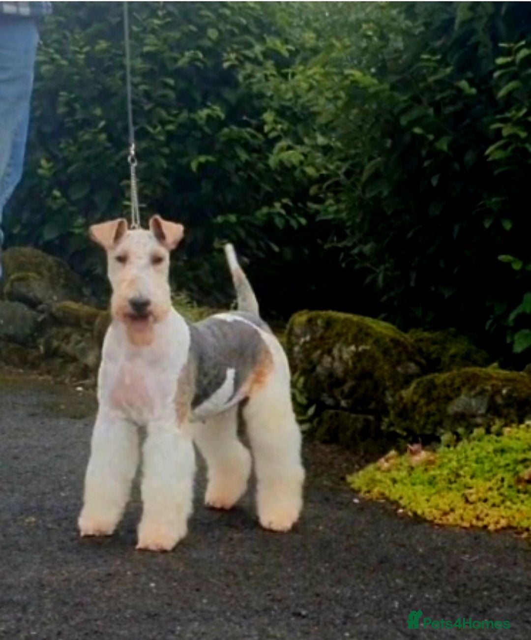 Mixed Breed dogs for sale: ABSOLUTELY STUNNING FOXYPOO PUPPIES - Image 10