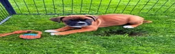 Boxer dogs for sale: Beautiful Boxer Puppies-2 Boys & 1 Girl in Reading - Advert 7