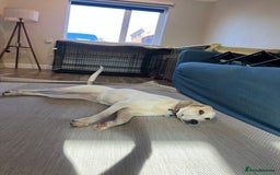 Mixed Breed dogs for adoption:  🧡 Cheeky Becca is Ready for her forever home!  - Image 4