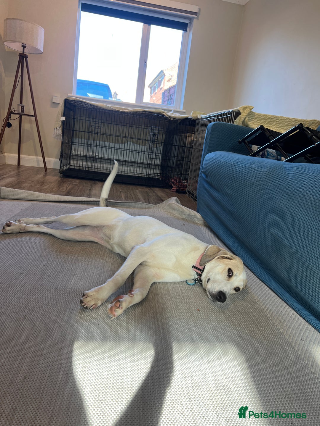 Mixed Breed dogs for adoption:  🧡 Cheeky Becca is Ready for her forever home!  - Image 4
