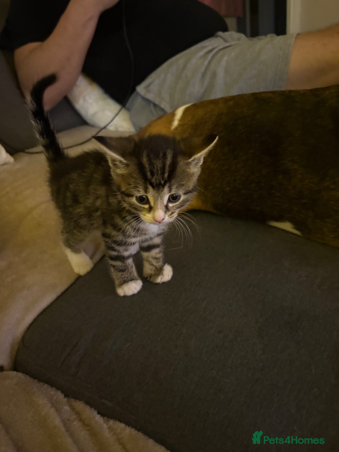 Mixed Breed cats for sale: Stunning kittens 🐱🐱🐱🐱 - Advert 10