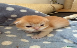 British Shorthair cats for sale: GCCFreg BSH & BLH Chocolate & Black Golden Kittens - Image 7