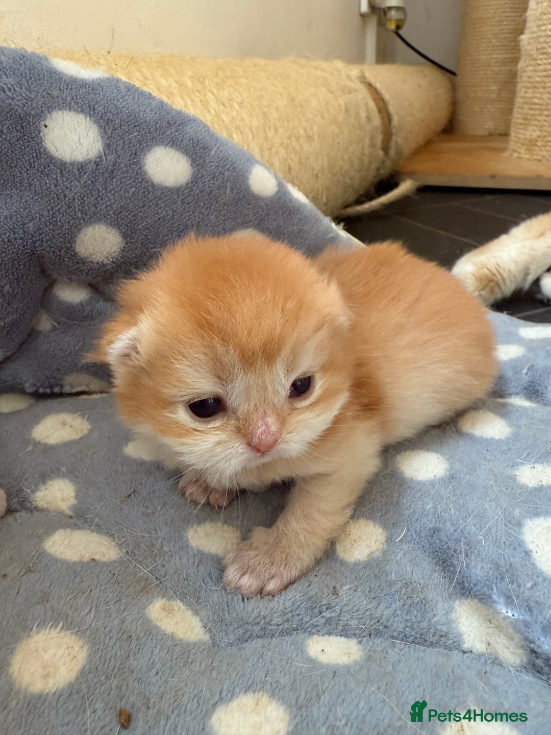 British Shorthair cats for sale: GCCFreg BSH & BLH Chocolate & Black Golden Kittens - Image 7