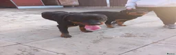 Rottweiler dogs for stud: proven rottweiler stud in Barnsley - Advert 20