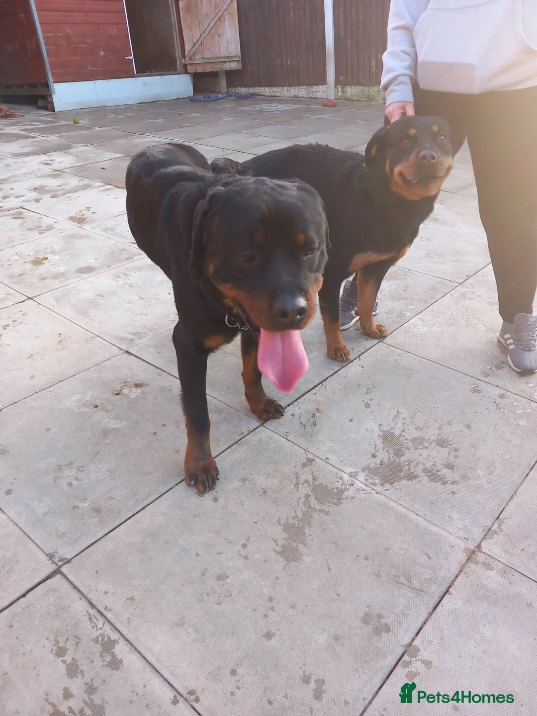 Rottweiler dogs for stud: proven rottweiler stud in Barnsley - Advert 20
