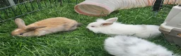Mixed Breed rabbits for sale: Mixed breed lops for sale. Ready Monday  in Mansfield - Advert 4