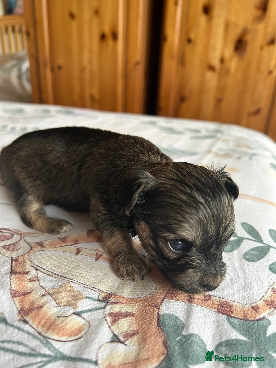 Chihuahua dogs for sale: Puppies  - Image 13