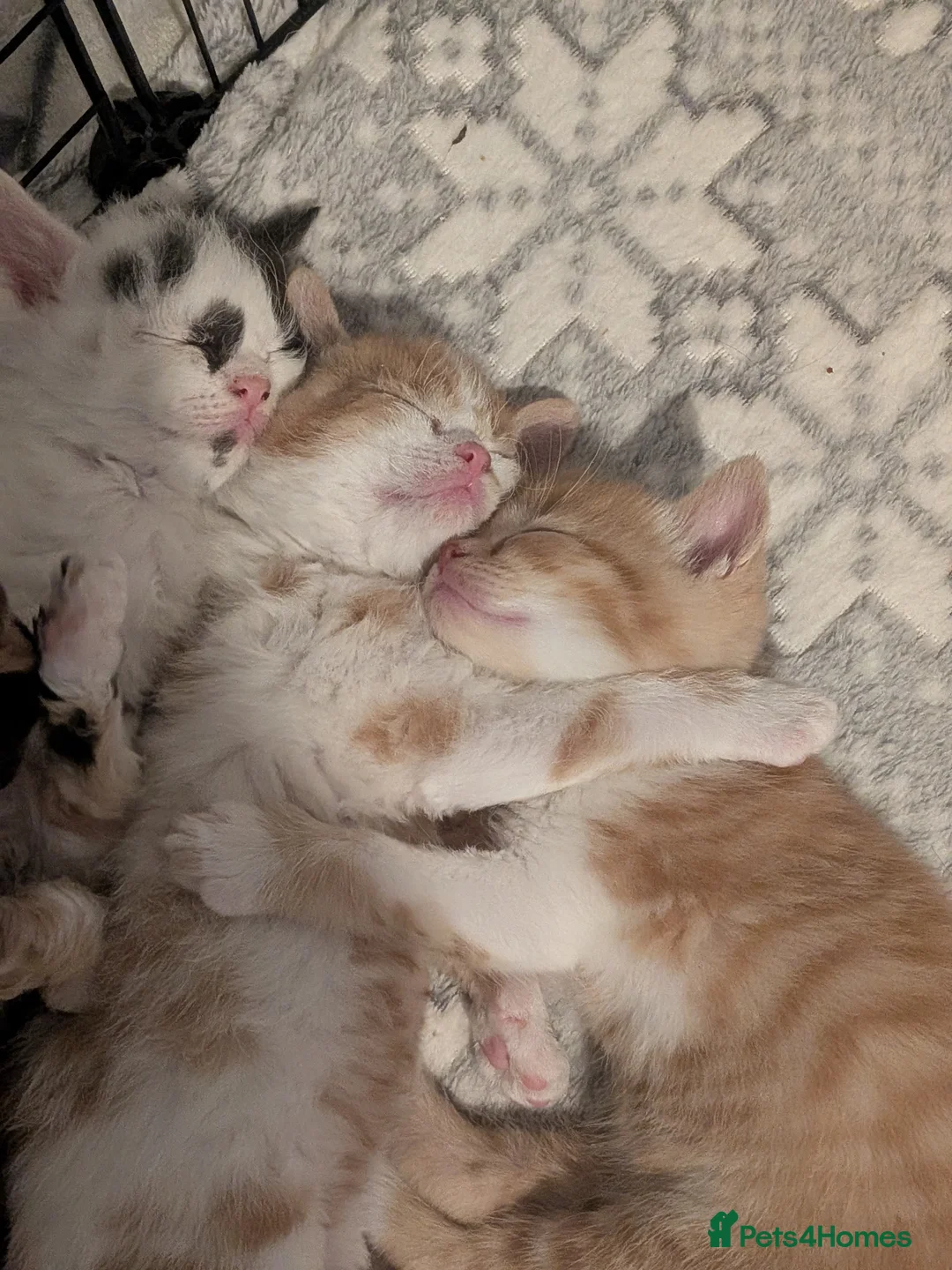 Selkirk Rex cats for sale: Beautiful Kittens – From Pedigree Selkirk Rex Mum - Advert 20