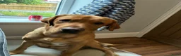 Labrador Retriever dogs for sale: Fox Red Labrador - Advert 2