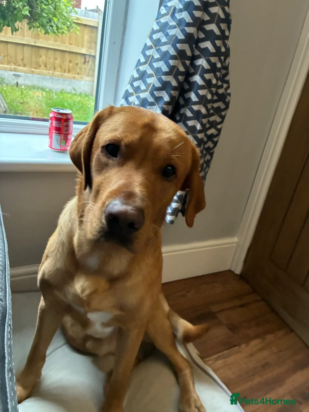 Labrador Retriever dogs for sale: Fox Red Labrador - Advert 2
