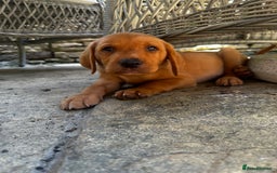 Labrador Retriever dogs for sale: FULLY HEALTH TESTED FOX RED AND BLACK LAB PUPS - Image 1