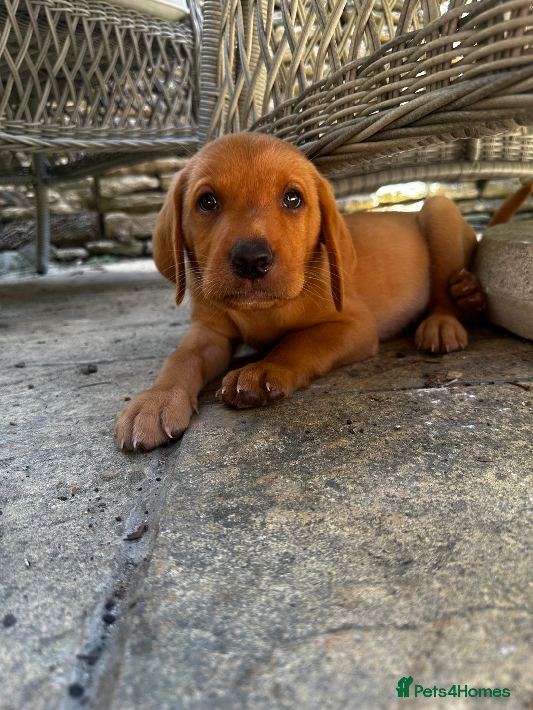 Labrador Retriever dogs for sale: FULLY HEALTH TESTED FOX RED AND BLACK LAB PUPS - Image 1