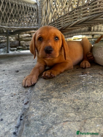 Labrador Retriever dogs - Advert 7